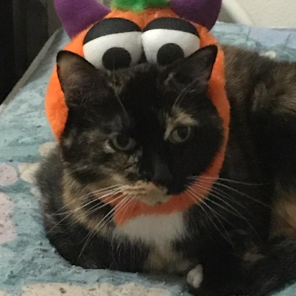 VERY ANIMAL FRIENDLY HOME 🐕🐈🕷🐢🐀❤ - Picture 16 of 16